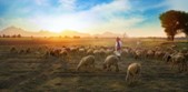 shepherd sheep